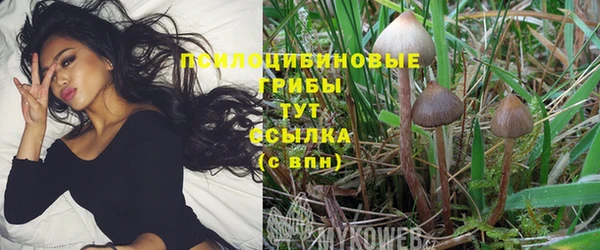 крисы Белокуриха