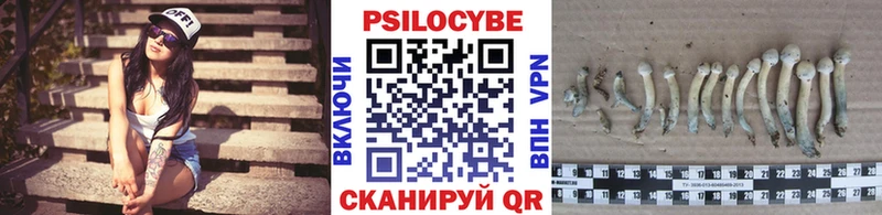 Галлюциногенные грибы Psilocybine cubensis Великий Устюг